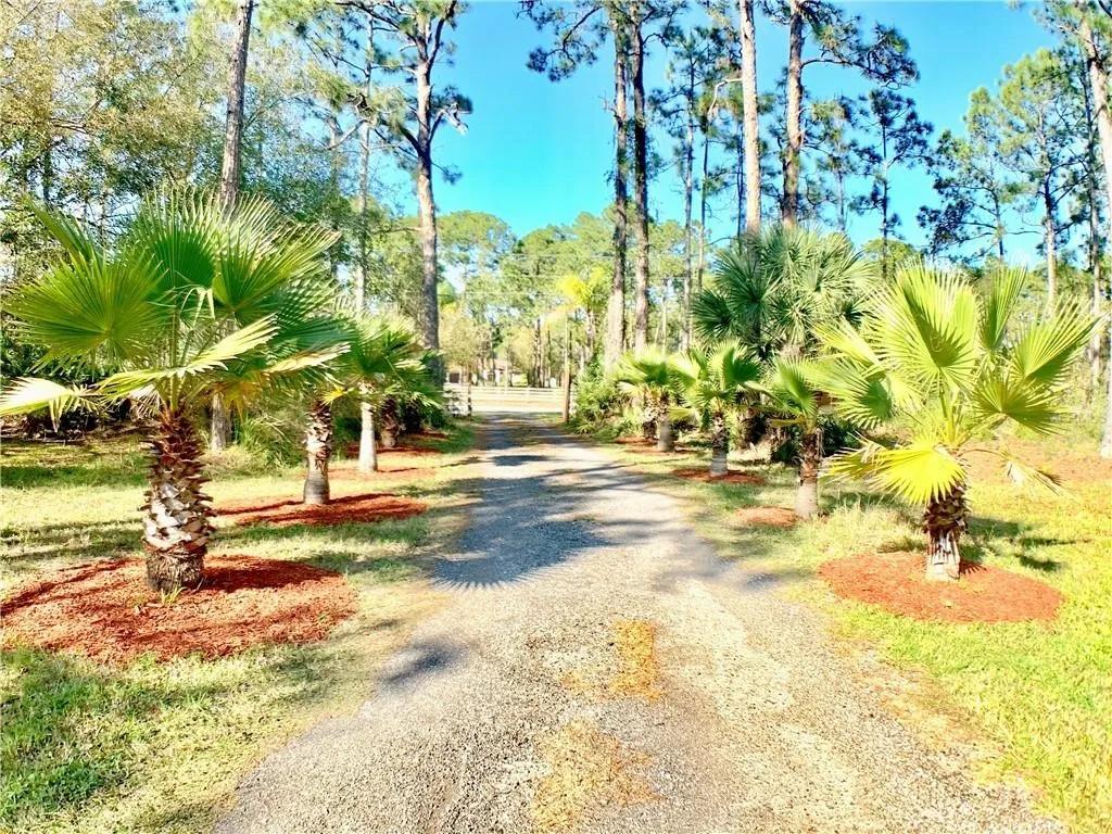 Long driveway lined with palms and pine trees in a North Port Estates style setting.